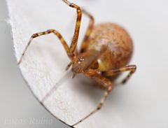 Tidarren sisyphoides by Lucas Rubio. Used under a CC BY 4.0 license.