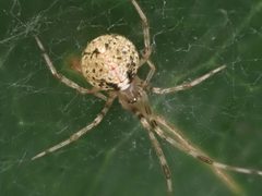 Yunohamella lyrica 148445628 by Cole Shoemaker. Used under a CC BY 4.0 license.