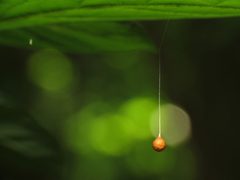 Ray Spider Egg Sac - Flickr - treegrow by Katja Schulz from Washington, D. C., USA. Used under a CC BY 2.0 license.