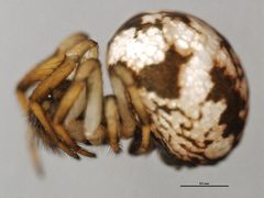 Theridiosoma gemmosum f1 by CBG Photography Group, Centre for Biodiversity Genomics. Used under a CC0 license.