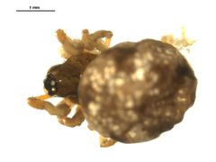 Theridiosoma gemmosum f2 by CBG Photography Group, Centre for Biodiversity Genomics. Used under a CC0 license.