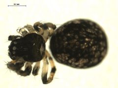 Theridiosoma gemmosum fi by Gergin Blagoev, Centre for Biodiversity Genomics. Used under a CC BY-SA 3.0 license.