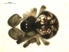Theridiosoma gemmosum mi by Gergin Blagoev, Centre for Biodiversity Genomics. Used under a CC BY-SA 3.0 license.