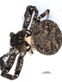 Bassaniana utahensis 2 by G. Blagoev 2010, Unspecified. Used under a CC0 license.
