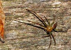 Thomisidae fg01 by Fritz Geller-Grimm. Used under a CC BY-SA 2.5 license.