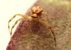 Mecaphesa asperata by AlaskaDave. Used under a CC BY-SA 3.0 license.