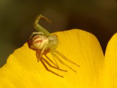 Crab Spider - Flickr - treegrow by Katja Schulz from Washington, D. C., USA. Used under a CC BY 2.0 license.