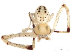 Mecaphesa celer 1 by CBG Photography Group, Centre for Biodiversity Genomics. Used under a CC0 license.