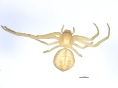 Mecaphesa celer 2 by CBG Photography Group, Centre for Biodiversity Genomics. Used under a CC0 license.