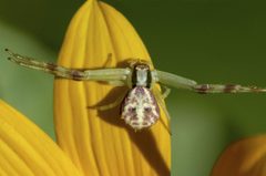 Mecaphesa dubia by Steve Kerr. Used under a CC BY 4.0 license.