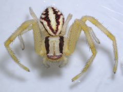 Mecaphesa schlingeri by Don Loarie. Used under a CC BY 4.0 license.