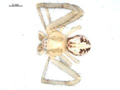 Mecaphesa sierrensis by Gergin Blagoev, Biodiversity Intitute of Ontario. Used under a CC BY 3.0 license.