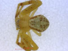 Mecaphesa sierrensis canada by M. Alex Smith, Centre for Biodiversity Genomics. Used under a CC BY-SA 3.0 license.