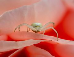 Krabbenspinne Misumena vatia Rose-20190803-RM-085027 by Ermell. Used under a CC BY-SA 4.0 license.