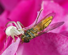 Misumena vatia Vs Episyrphus balteatus by Didier Descouens. Used under a CC BY-SA 4.0 license.