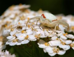 Misumena vatia female Luc Viatour 1 by Luc Viatour. Used under a CC BY-SA 3.0 license.