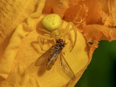 Misumena vatia mit Beute auf Lilie-20230704-RM-102430 by Ermell. Used under a CC BY-SA 4.0 license.