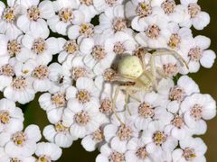 Misumena vatia on Achillea millefolium qtl2 by Quartl. Used under a CC BY-SA 3.0 license.