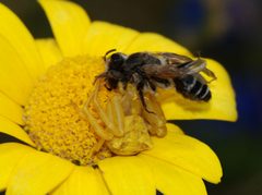 Spider and bee June 2008-1 by Alvesgaspar. Used under a CC BY-SA 4.0 license.