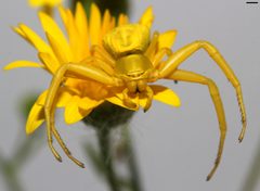 Misumenoides formosipes 6290 by David Hill. Used under a CC BY 2.0 license.