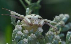 Misumenoides formosipes P1540797a by 
xpda. Used under a CC BY-SA 4.0 license.