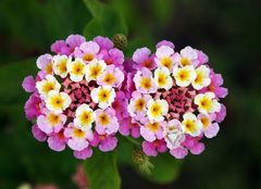 Twin lantana camara edit by Joaquim Alves Gaspar. Used under a CC BY 2.5 license.