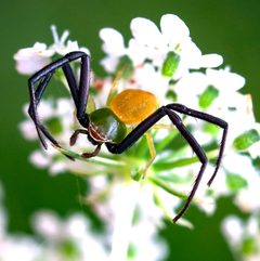 Whitebanded Crab Spider - Misumenoides formosipes - male wiki by WanderingMogwai. Used under a CC BY-SA 4.0 license.