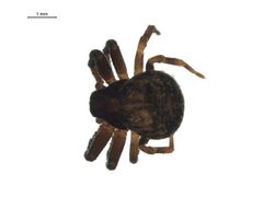Ozyptila conspurcata f by G. Blagoev, Centre for Biodiversity Genomics. Used under a CC BY-SA 3.0 license.