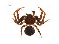 Ozyptila conspurcata m by G. Blagoev, Centre for Biodiversity Genomics. Used under a CC BY-SA 3.0 license.