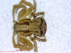 Ozyptila distans 1 by M. Alex Smith, Centre for Biodiversity Genomics. Used under a CC BY-SA 3.0 license.