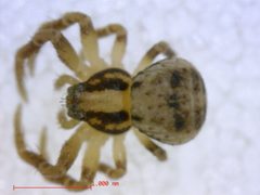 Ozyptila distans 2 by M. Alex Smith, Centre for Biodiversity Genomics. Used under a CC BY-SA 3.0 license.