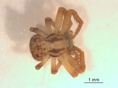 Ozyptila distans 3 by M. Alex Smith, Centre for Biodiversity Genomics. Used under a CC BY-SA 3.0 license.
