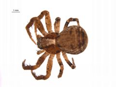 Ozyptila pacifica f1 by G. Blagoev, Centre for Biodiversity Genomics. Used under a CC BY-SA 3.0 license.
