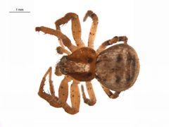 Ozyptila pacifica f2 by G. Blagoev, Centre for Biodiversity Genomics. Used under a CC BY-SA 3.0 license.