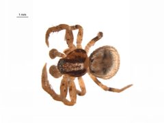 Ozyptila pacifica i by G. Blagoev, Centre for Biodiversity Genomics. Used under a CC BY-SA 3.0 license.