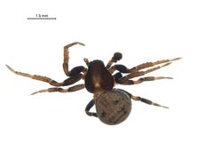 Ozyptila pacifica m by G. Blagoev, Centre for Biodiversity Genomics. Used under a CC BY-SA 3.0 license.