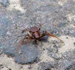 Ozyptila praticola or Ozyptila brevipes - Flickr - gailhampshire by gailhampshire from Cradley, Malvern, U.K. Used under a CC BY 2.0 license.