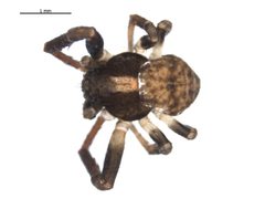 Ozyptila sincera canadensis m1 by G. Blagoev 2010, Unspecified. Used under a CC0 license.