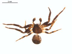 Ozyptila sincera canadensis m2 by G. Blagoev 2010, Unspecified. Used under a CC0 license.
