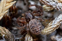 Spiracme nigromaculatus by Thomas Barbin. Used under a CC BY 4.0 license.