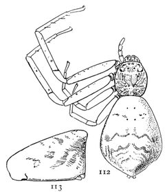 Common Spiders U.S. 112-3 by James Henry Emerton (1847 – 1931). Used under a Public domain license.