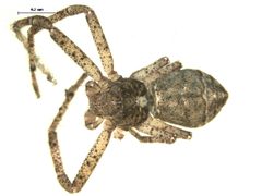 Tmarus angulatus by G.A.Blagoev. Used under a CC BY 3.0 license.