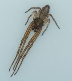 Tmarus angulatus 002 by CatherineK. Used under a CC BY-SA 4.0 license.