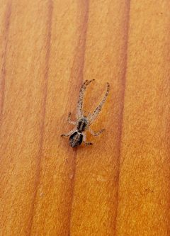 Tmarus angulatus on table by Evan Baldonado. Used under a CC BY 4.0 license.