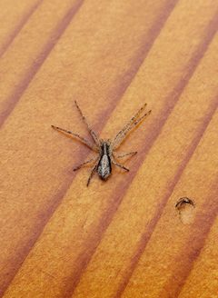Tmarus angulatus on table 2 by Evan Baldonado. Used under a CC BY 4.0 license.