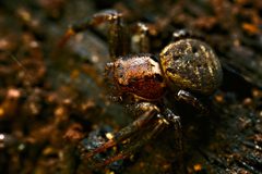 Ground Crab Spider by Raliugar. Used under a CC BY-SA 4.0 license.