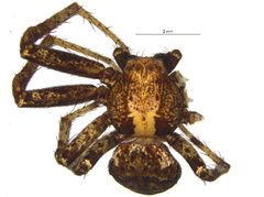 Xysticus canadensis by Centre for Biodiversity Genomics. Used under a CC BY 3.0 license.