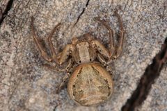 Braune Krabbenspinne Xysticus cristatus by Holger Krisp. Used under a CC BY 4.0 license.