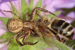 Braune Krabbenspinne Xysticus cristatus 2 by Holger Krisp. Used under a CC BY 4.0 license.
