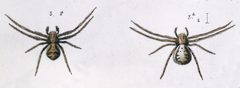 Xysticus cristatus by Leon Becker. Used under a Public domain license.